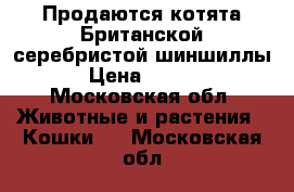 Продаются котята Британской серебристой шиншиллы  › Цена ­ 5 000 - Московская обл. Животные и растения » Кошки   . Московская обл.